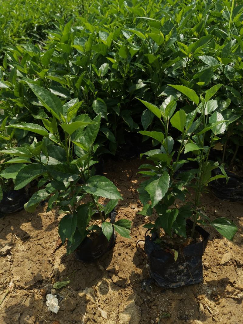 黄素梅自家种植大量销售