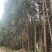 云南文山州马关县八寨镇杉树林