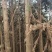 云南文山州马关县八寨镇杉树林