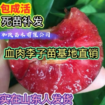 澳洲红肉李子苗品质保真现挖现发包成活技术指导