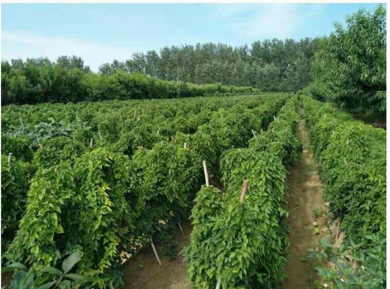 精品河北深州小白嘴山药，营养丰富绿色食品，物养价廉