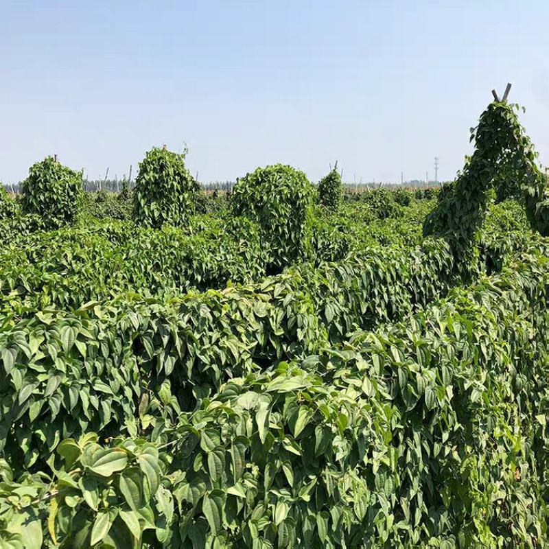 精品河北深州小白嘴山药，营养丰富绿色食品，物养价廉