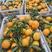 精品橘子大量上市，口感甜，每天现摘现发！产地直发一手货源