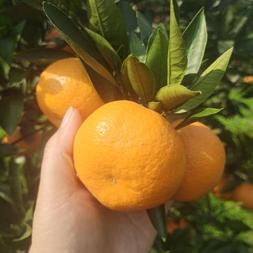 精品橘子大量上市，口感甜，每天现摘现发！产地直发一手货源
