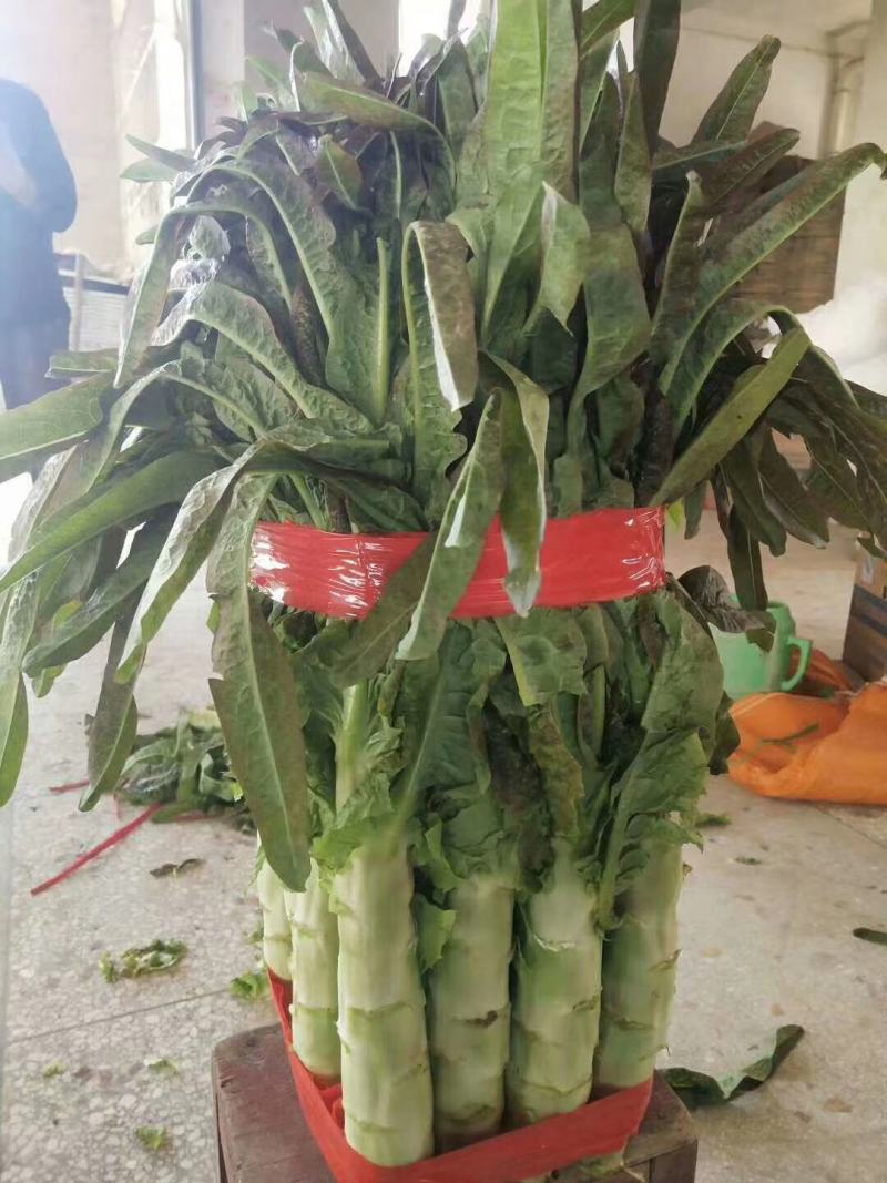 青皮红叶莴笋大量上市，物美价廉，产地直发，协助找车