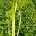 皇妃芹菜45cm以上专业种植长年供应