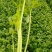 皇妃芹菜45cm以上专业种植长年供应