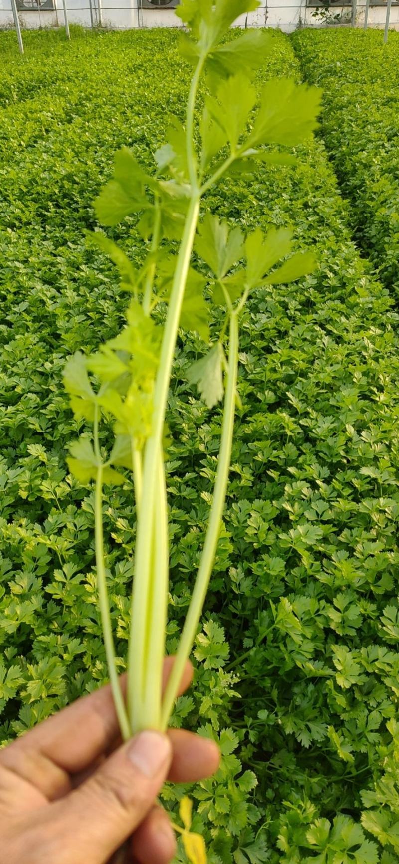 皇妃芹菜45cm以上专业种植长年供应