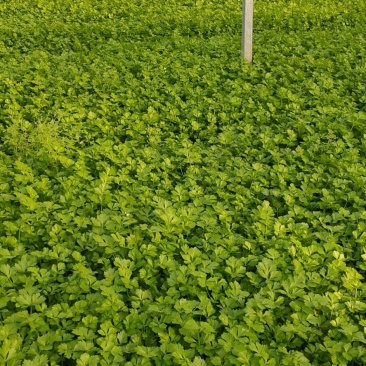 皇妃芹菜45cm以上专业种植长年供应