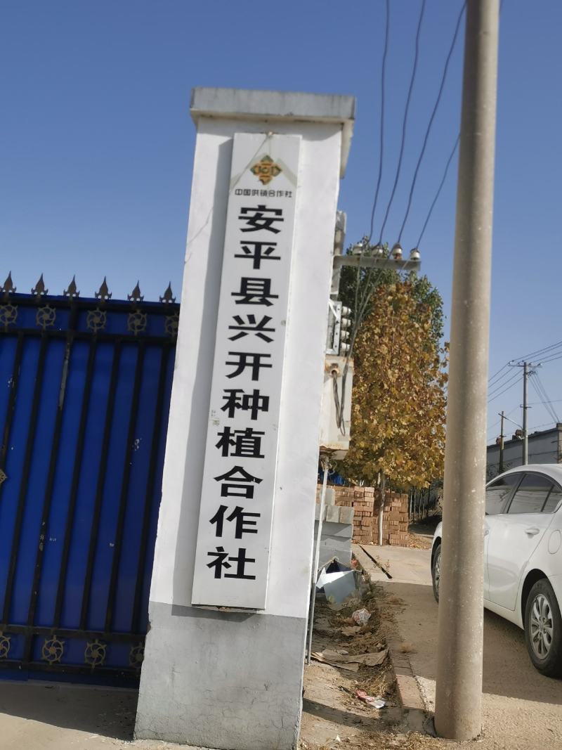 河北衡水兴开合作社小白嘴白山药麻山药长期大量现货