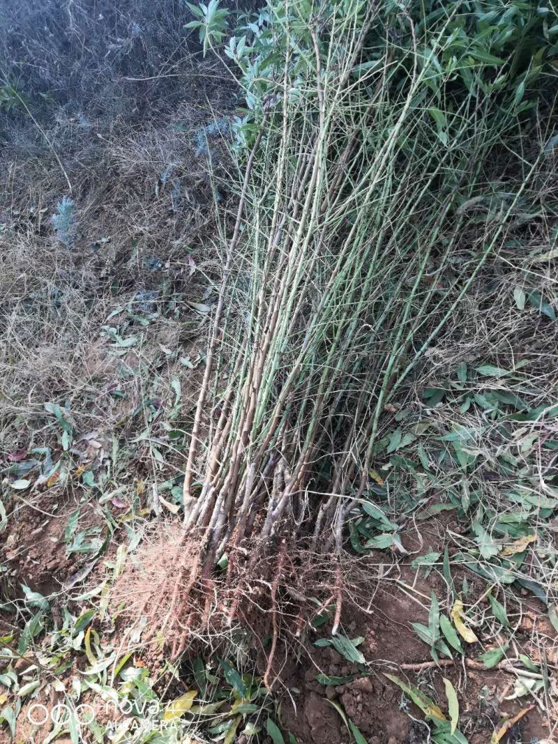 巴旦木树苗成品，包成活，保证品种放心购买要的预定