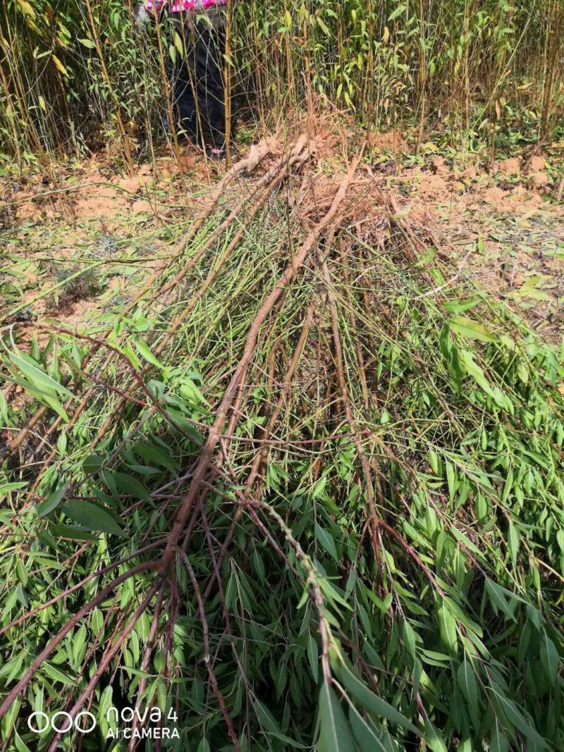 巴旦木树苗成品，包成活，保证品种放心购买要的预定