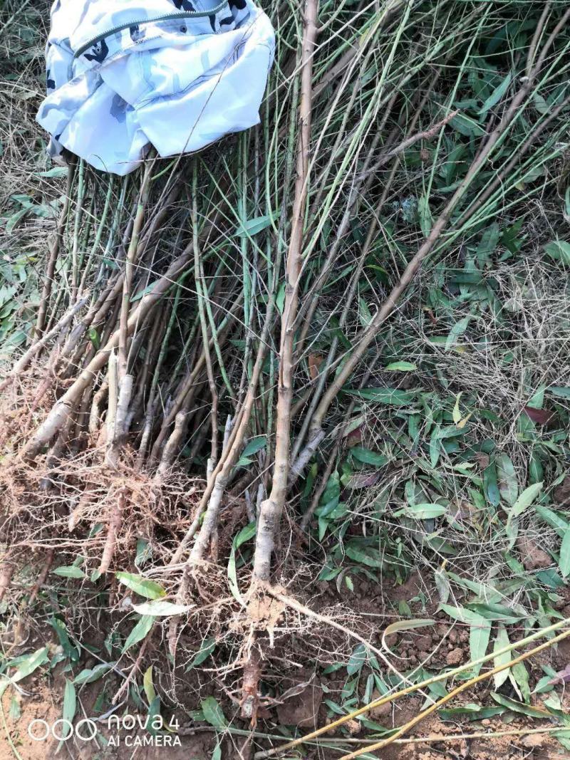 巴旦木树苗成品，包成活，保证品种放心购买要的预定