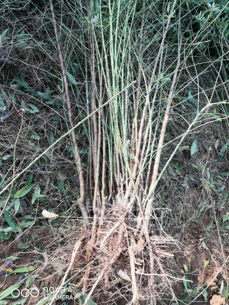 巴旦木树苗成品，包成活，保证品种放心购买要的预定