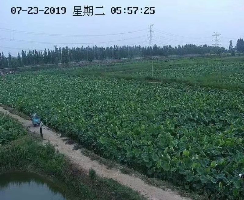 东营莲藕正宗3735雪莲水果藕