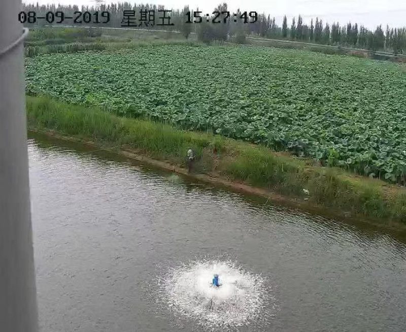 东营莲藕正宗3735雪莲水果藕