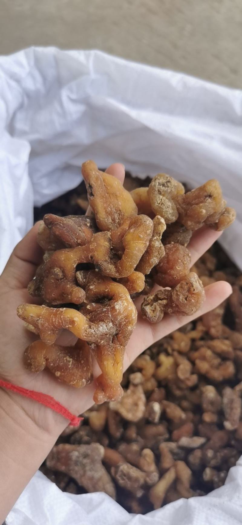 黄精个子滇黄精个子云南产地直销
