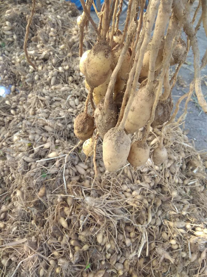 莪术种仔