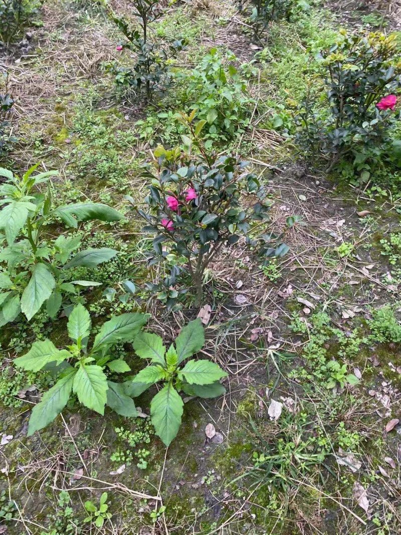 茶梅球，高度30-40公分，冠幅25-40公分