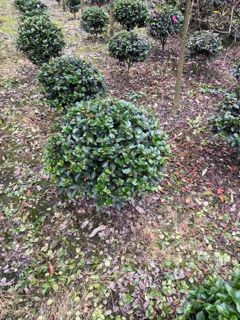 茶梅球，高度30-40公分，冠幅25-40公分