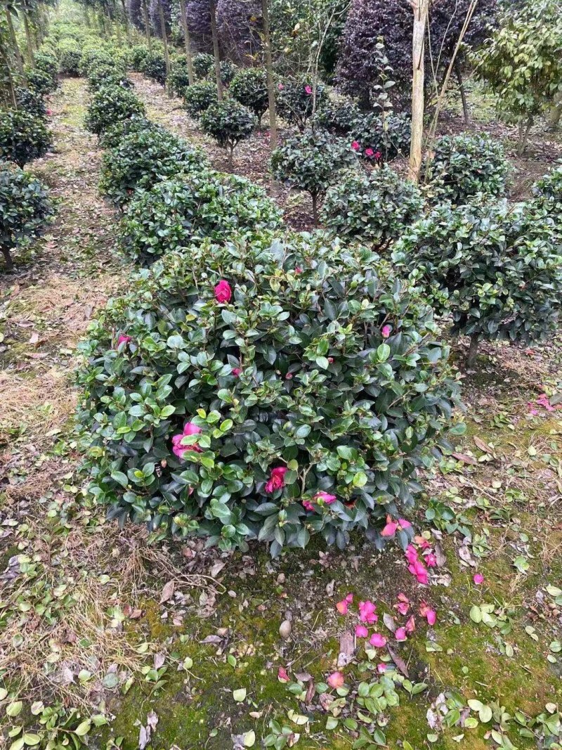 茶梅球，高度30-40公分，冠幅25-40公分