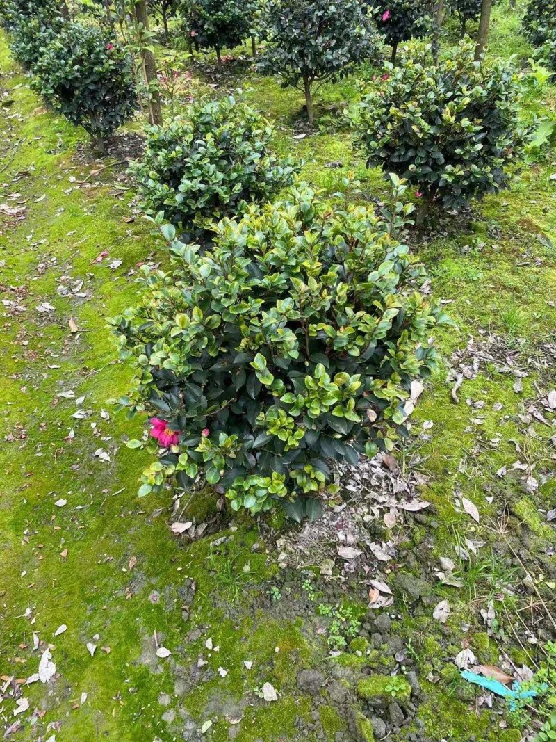 茶梅球，高度30-40公分，冠幅25-40公分