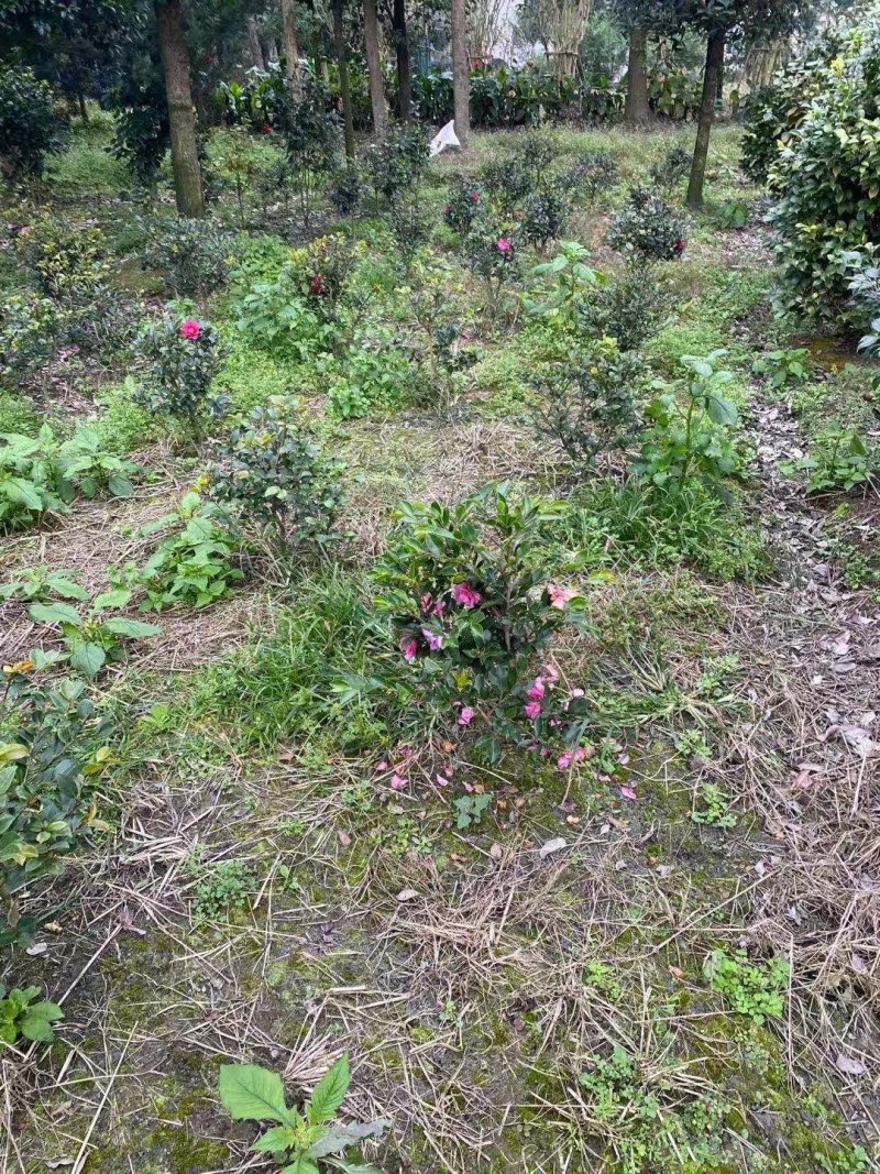 茶梅球，高度30-40公分，冠幅25-40公分