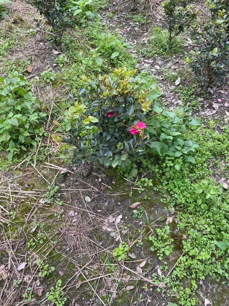 茶梅球，高度30-40公分，冠幅25-40公分