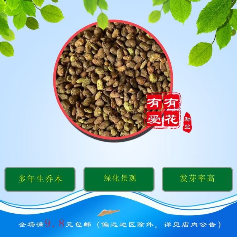 黄栌种子红叶黄栌种子红栌种子黄道栌香山黄栌树种子