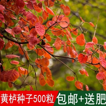 黄栌种子红叶黄栌种子红栌种子黄道栌香山黄栌树种子