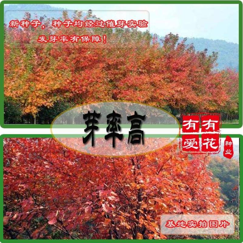 黄栌种子红叶黄栌种子红栌种子黄道栌香山黄栌树种子