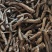 仙茅仙茅根仙茅干货一公斤起批