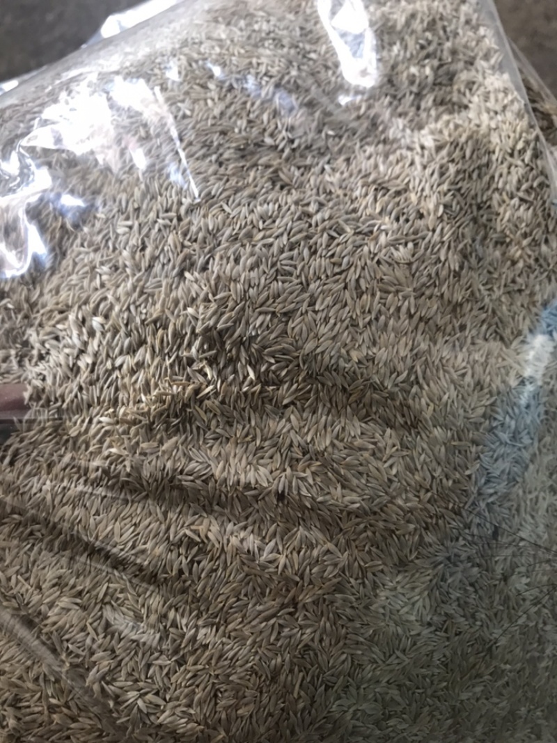 白苣胜白胜子白巨胜巨胜子生菜籽黑苣胜