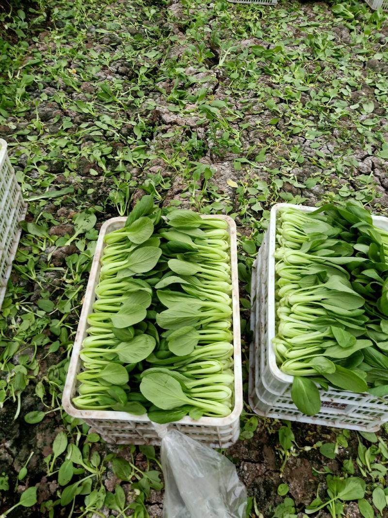 [优质]上海青翠绿鲜嫩货源充足一手货源，基地直发