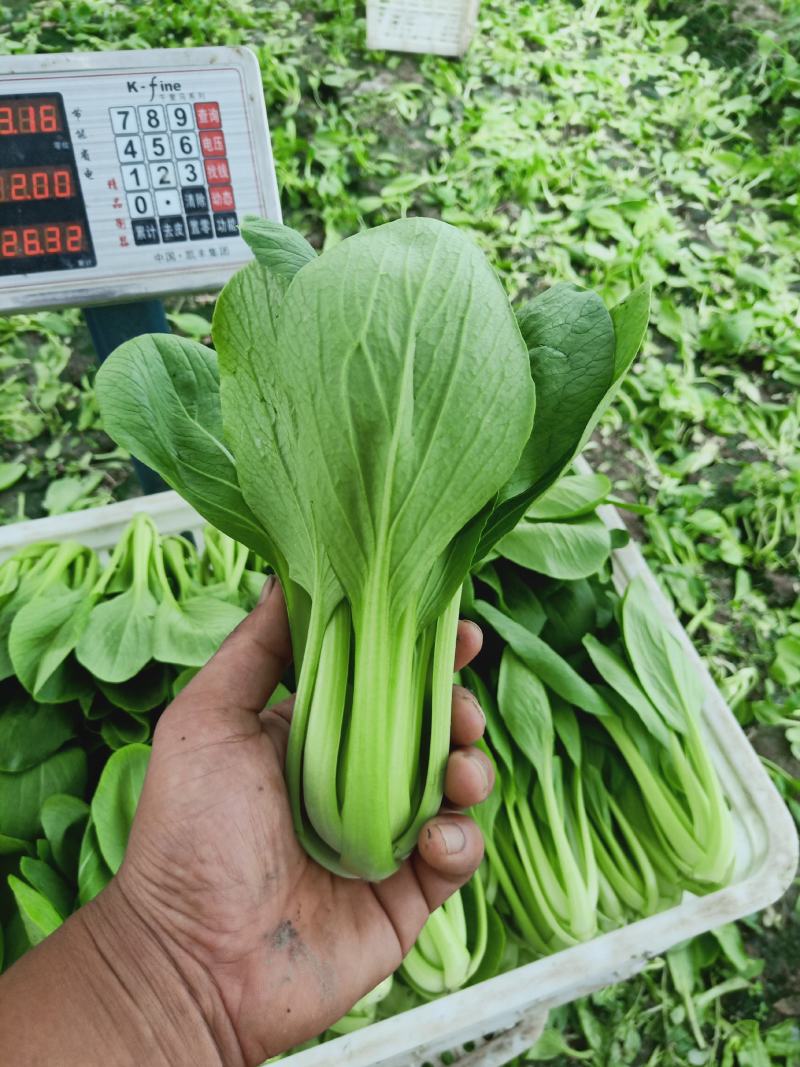 [优质]上海青翠绿鲜嫩货源充足一手货源，基地直发