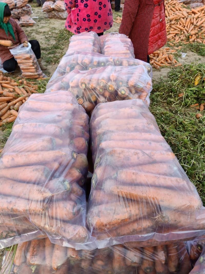 河南胡萝卜颜色品相好场地直发可大量供应欢迎咨询