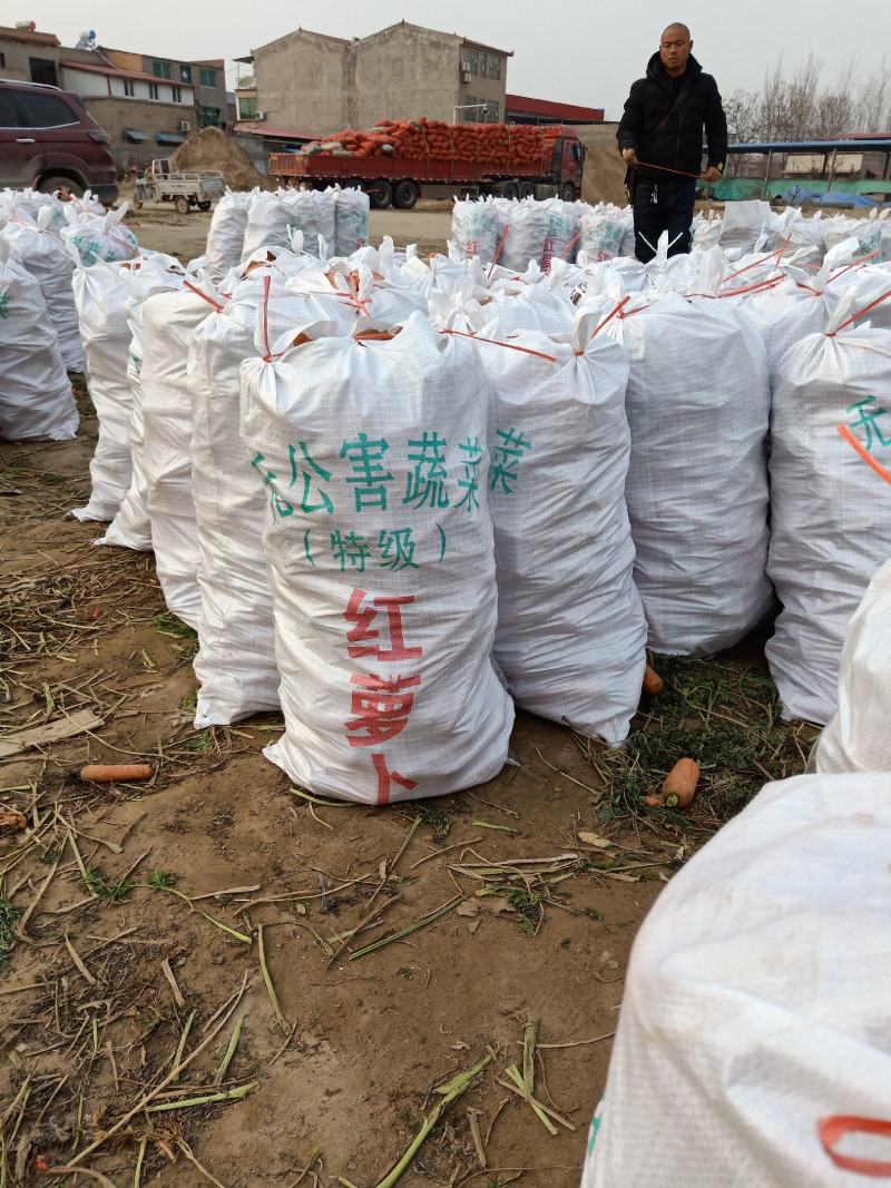 河南胡萝卜颜色品相好场地直发可大量供应欢迎咨询