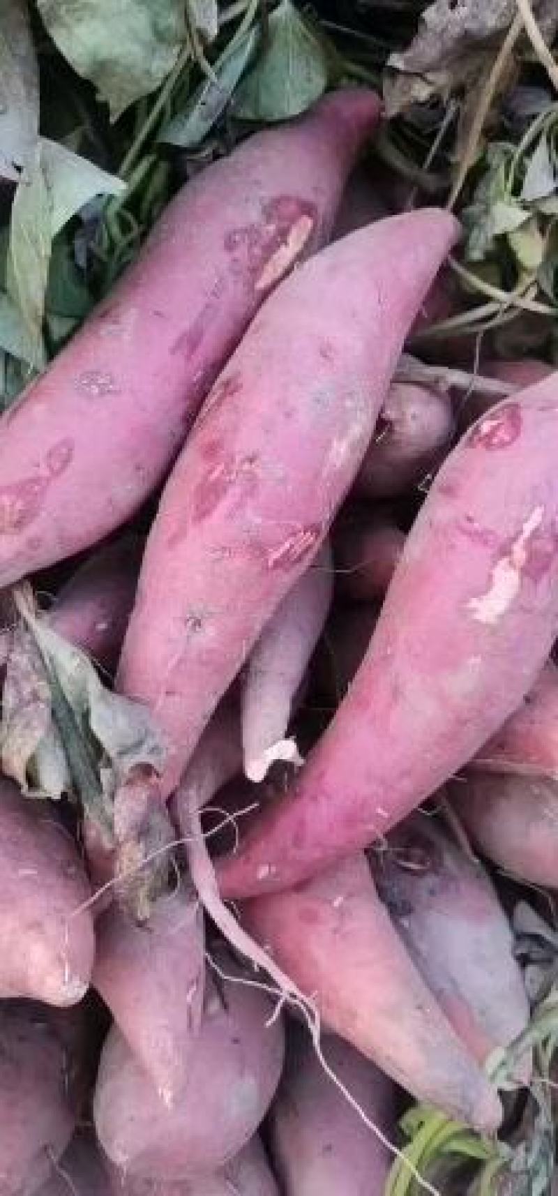 开封红薯西瓜红红薯河南开封实力代办产地直发价好