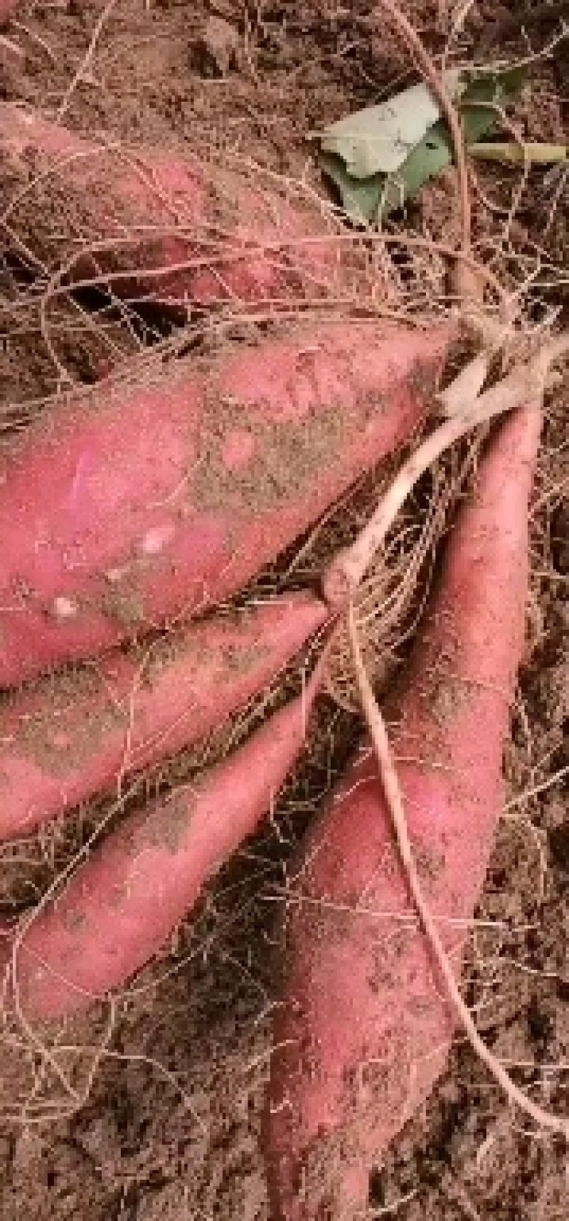 开封红薯西瓜红红薯河南开封实力代办产地直发价好