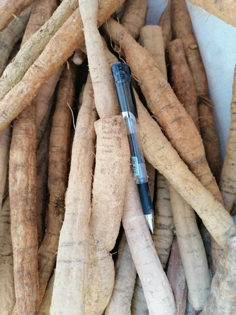 牛大力鲜货，新鲜质优，价格实惠，大量从优