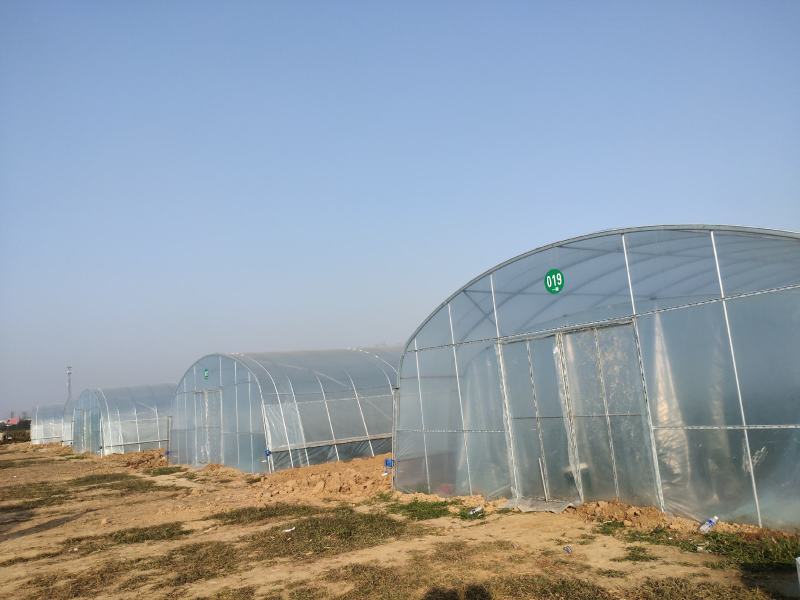 大量供应黑长茄，价格美丽，质量保证欢迎各位老板合作共赢