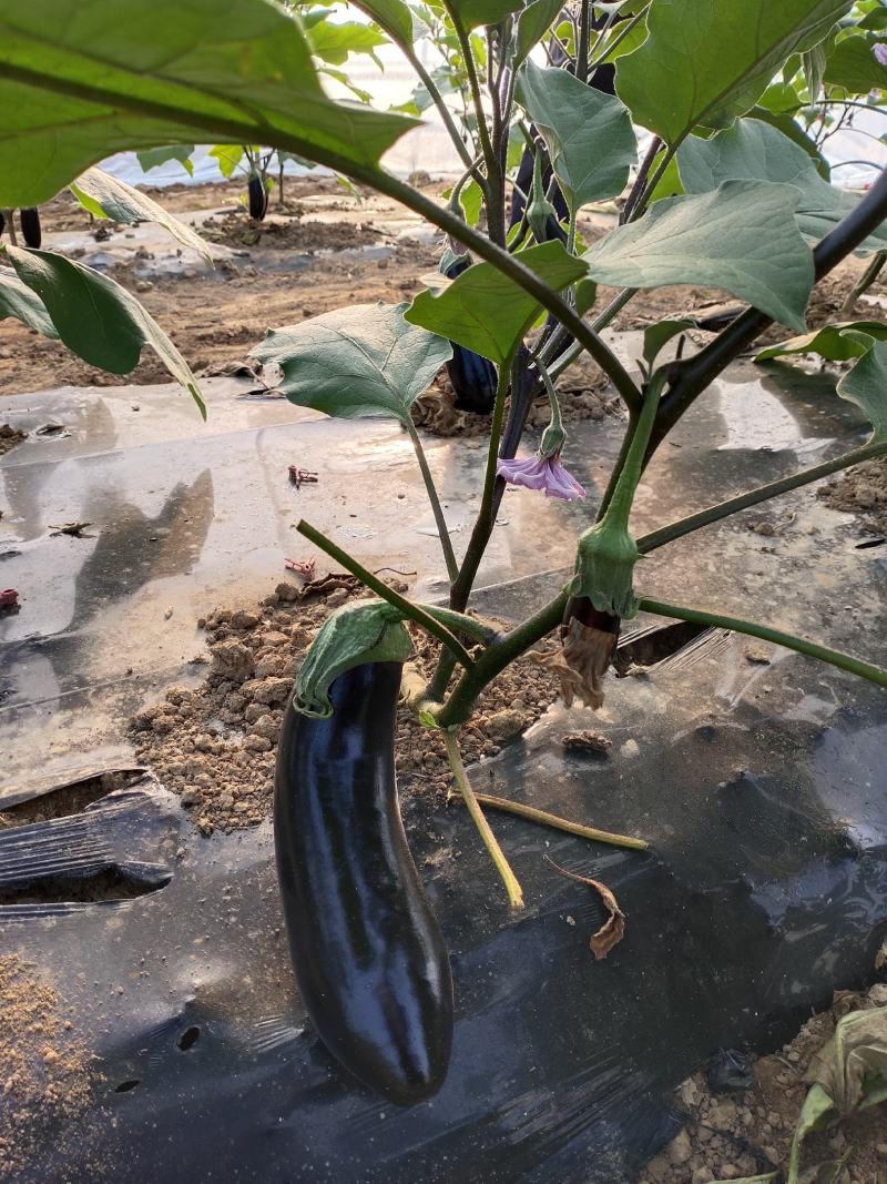 大量供应黑长茄，价格美丽，质量保证欢迎各位老板合作共赢