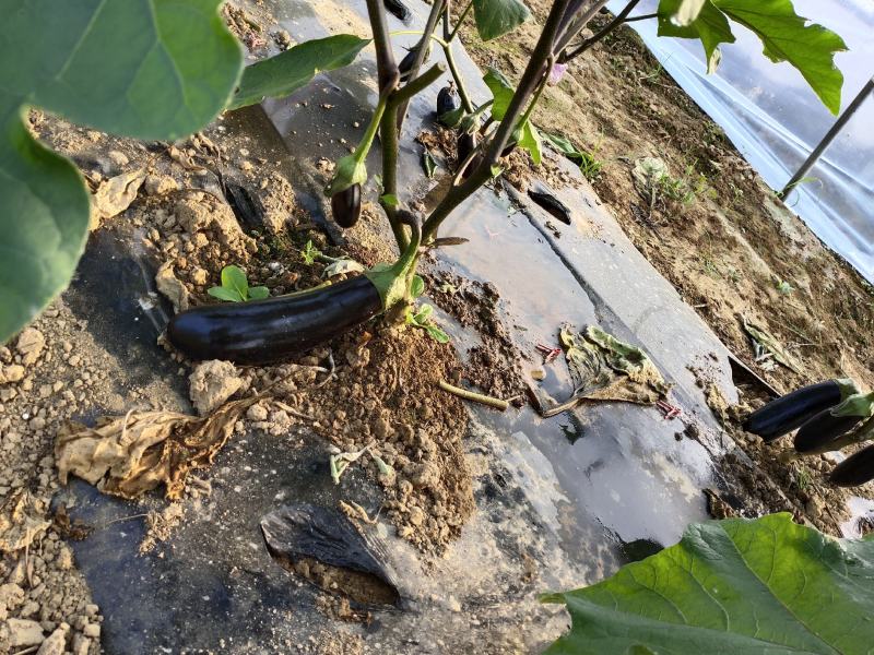 大量供应黑长茄，价格美丽，质量保证欢迎各位老板合作共赢