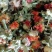 【精品】红花果花多叶绿，大量批发