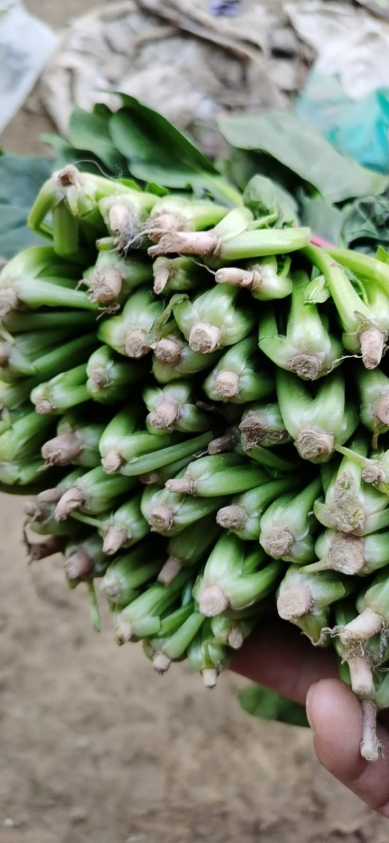 菠菜大量上市，精品菠菜，质量很好价格便宜，欢迎打扰，