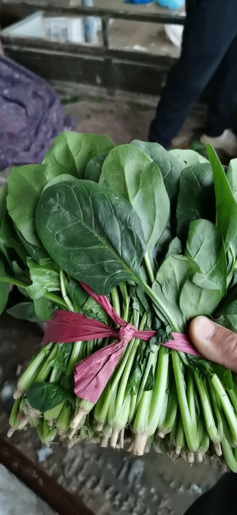 菠菜大量上市，精品菠菜，质量很好价格便宜，欢迎打扰，