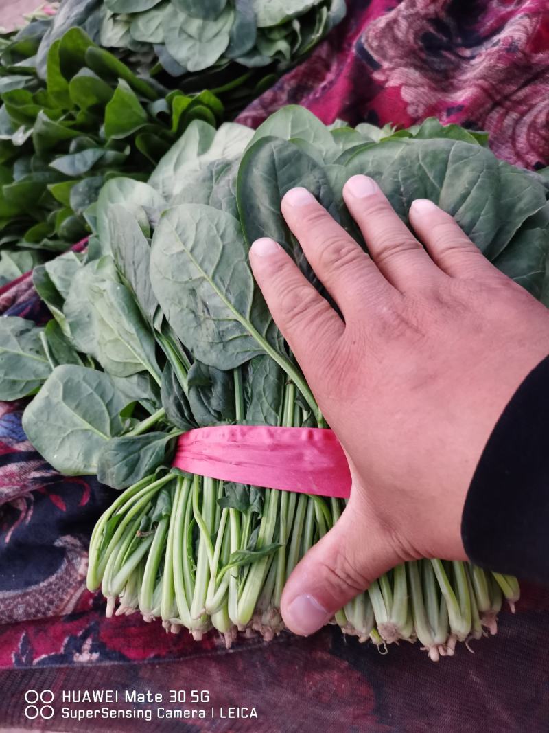 菠菜大量上市，精品菠菜，质量很好价格便宜，欢迎打扰，