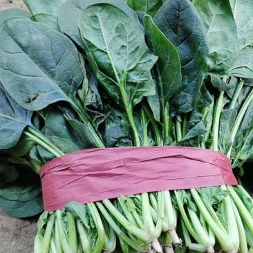 菠菜大量上市，精品菠菜，质量很好价格便宜，欢迎打扰，