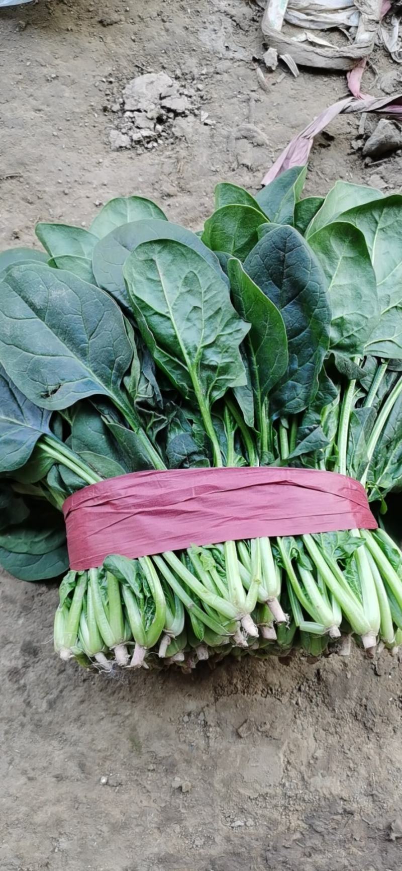 菠菜大量上市，精品菠菜，质量很好价格便宜，欢迎打扰，