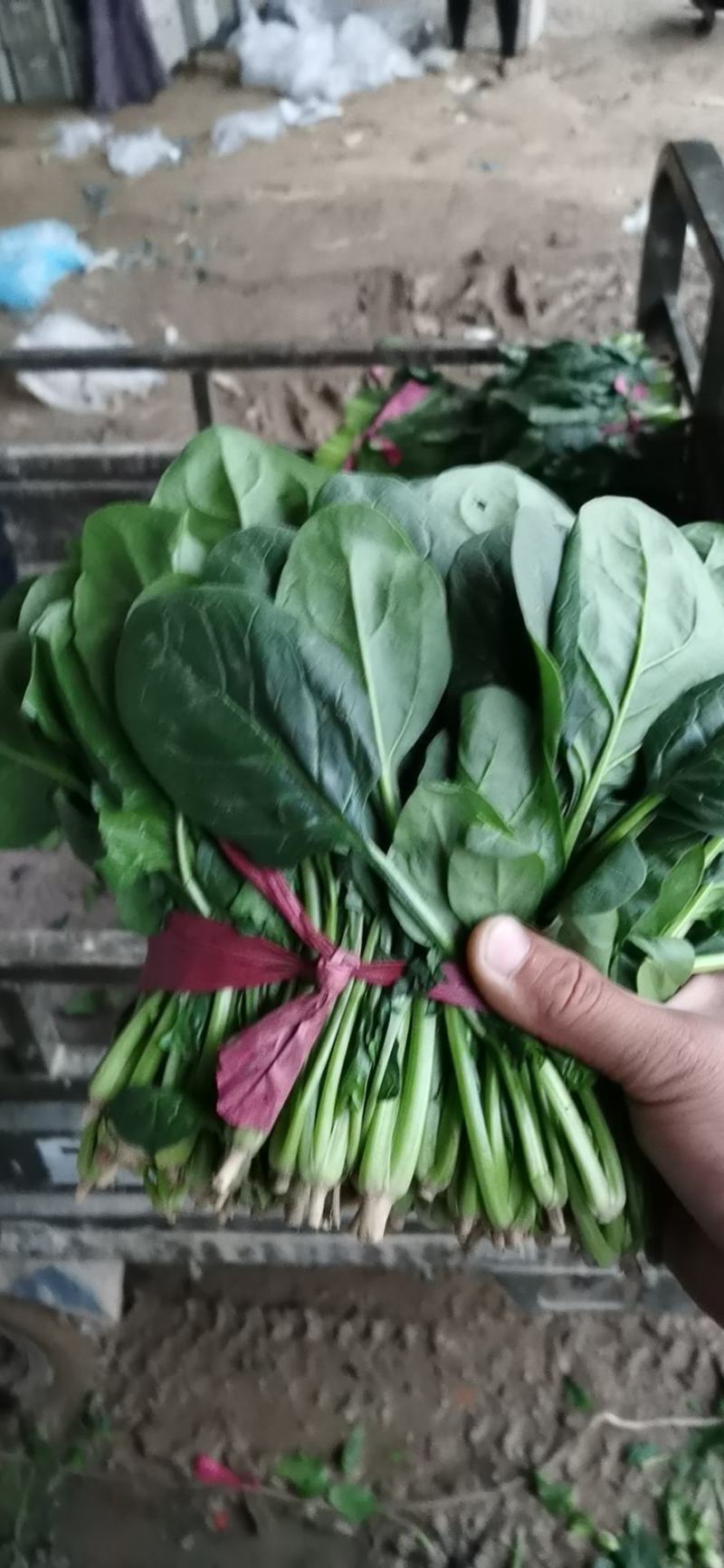 菠菜大量上市，精品菠菜，质量很好价格便宜，欢迎打扰，